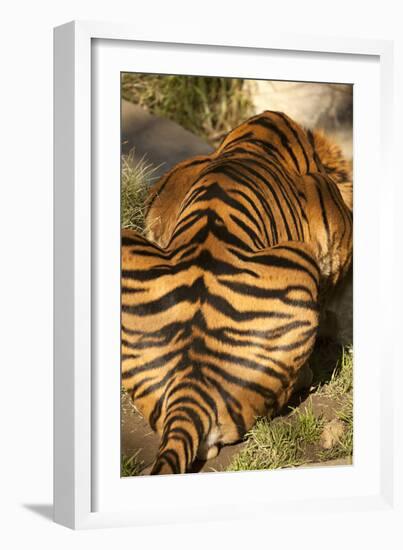 Tiger II-Karyn Millet-Framed Photographic Print