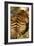 Tiger II-Karyn Millet-Framed Photographic Print