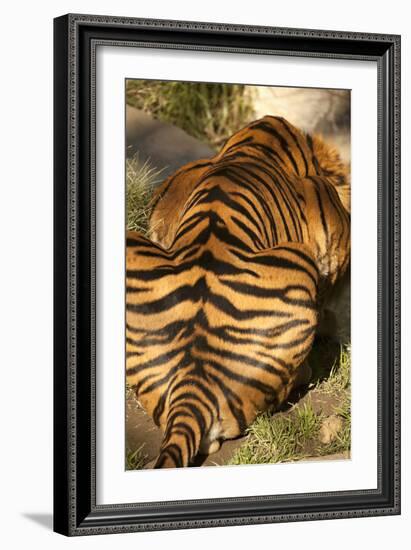 Tiger II-Karyn Millet-Framed Photographic Print