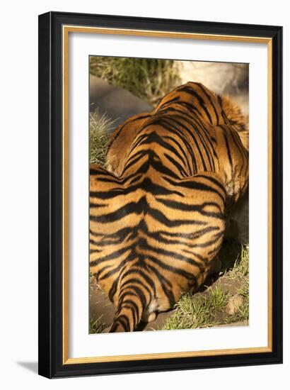 Tiger II-Karyn Millet-Framed Photographic Print