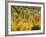 Tiger in a Tropical Storm (Surprised!) 1891-Henri Rousseau-Framed Premium Giclee Print