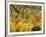 Tiger in a Tropical Storm (Surprised!) 1891-Henri Rousseau-Framed Giclee Print