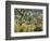 Tiger in a Tropical Storm (Surprised!)-Henri Rousseau-Framed Art Print