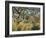 Tiger in a Tropical Storm (Surprised!)-Henri Rousseau-Framed Art Print