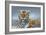 Tiger in Snow-Harro Maass-Framed Giclee Print