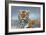 Tiger in Snow-Harro Maass-Framed Giclee Print