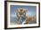 Tiger in Snow-Harro Maass-Framed Giclee Print