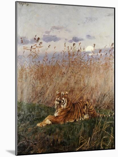 Tiger in the Rushes-Geza Vastagh-Mounted Giclee Print