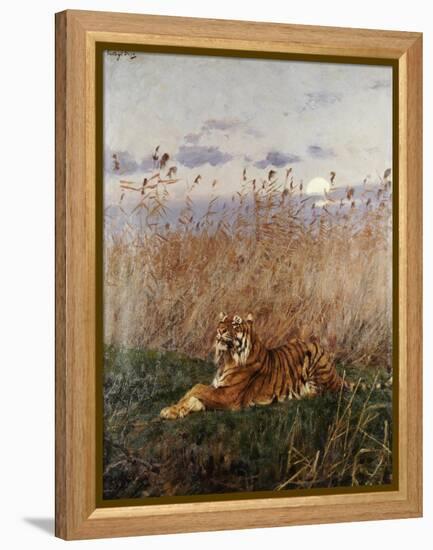 Tiger in the Rushes-Geza Vastagh-Framed Premier Image Canvas