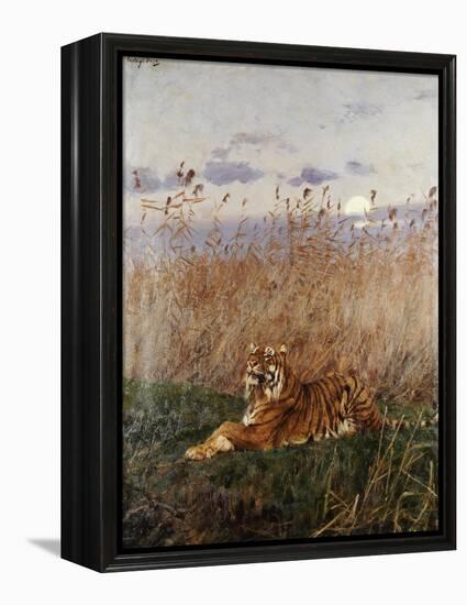 Tiger in the Rushes-Geza Vastagh-Framed Premier Image Canvas