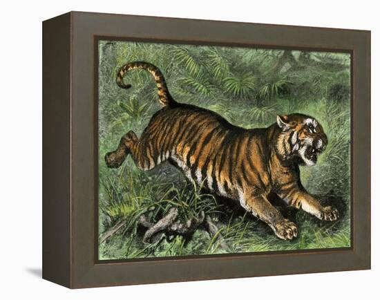 Tiger in the Wild, 1800s-null-Framed Premier Image Canvas