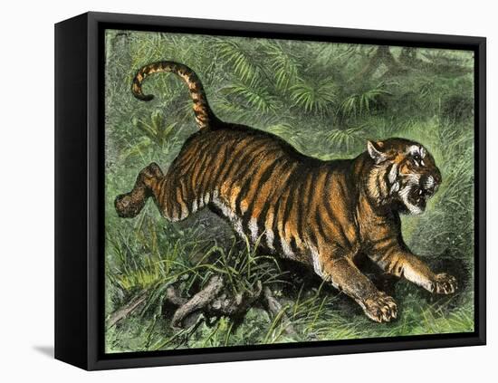 Tiger in the Wild, 1800s-null-Framed Premier Image Canvas