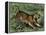 Tiger in the Wild, 1800s-null-Framed Premier Image Canvas