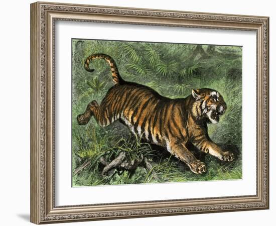 Tiger in the Wild, 1800s-null-Framed Giclee Print