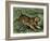 Tiger in the Wild, 1800s-null-Framed Giclee Print