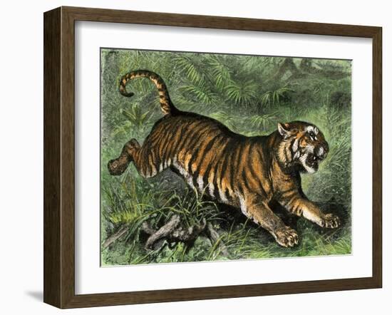 Tiger in the Wild, 1800s-null-Framed Giclee Print