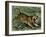 Tiger in the Wild, 1800s-null-Framed Giclee Print