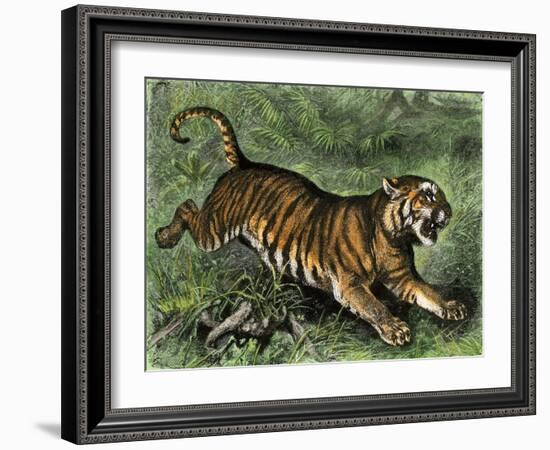 Tiger in the Wild, 1800s-null-Framed Giclee Print