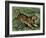 Tiger in the Wild, 1800s-null-Framed Giclee Print