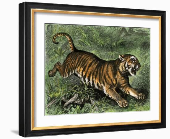 Tiger in the Wild, 1800s-null-Framed Giclee Print