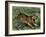 Tiger in the Wild, 1800s-null-Framed Giclee Print