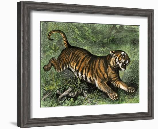 Tiger in the Wild, 1800s-null-Framed Premium Giclee Print