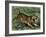 Tiger in the Wild, 1800s-null-Framed Premium Giclee Print