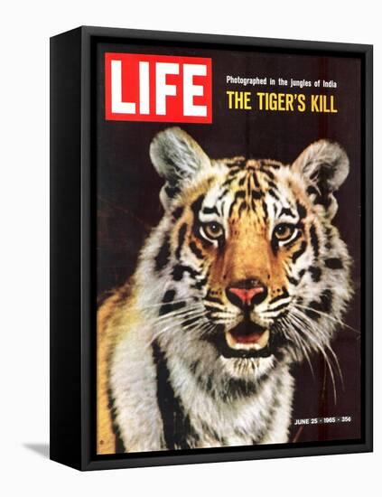 Tiger, June 25, 1965-Stan Wayman-Framed Premier Image Canvas