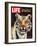 Tiger, June 25, 1965-Stan Wayman-Framed Photographic Print