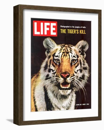 Tiger, June 25, 1965-Stan Wayman-Framed Photographic Print