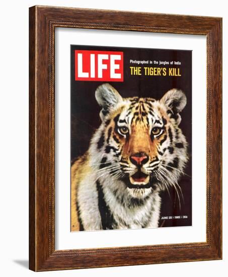 Tiger, June 25, 1965-Stan Wayman-Framed Photographic Print