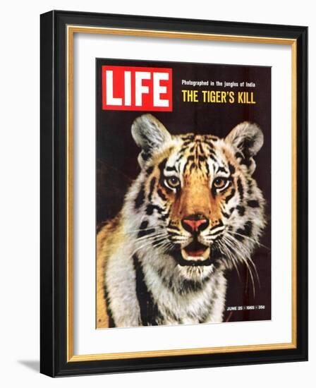 Tiger, June 25, 1965-Stan Wayman-Framed Photographic Print