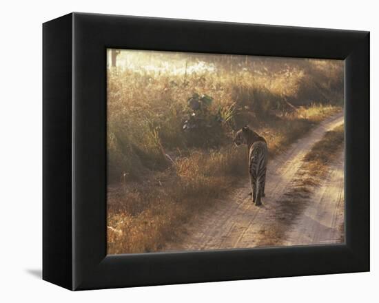 Tiger, Kanha National Park, Madhya Pradesh State, India-Jeremy Bright-Framed Premier Image Canvas