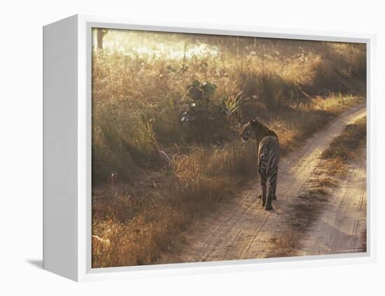 Tiger, Kanha National Park, Madhya Pradesh State, India-Jeremy Bright-Framed Premier Image Canvas
