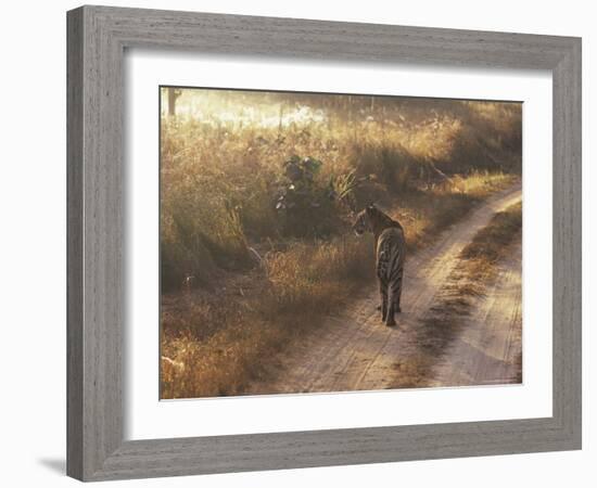 Tiger, Kanha National Park, Madhya Pradesh State, India-Jeremy Bright-Framed Photographic Print