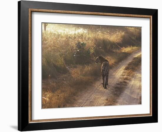 Tiger, Kanha National Park, Madhya Pradesh State, India-Jeremy Bright-Framed Photographic Print