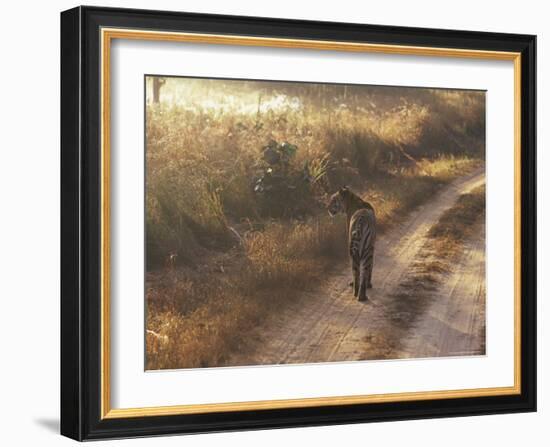 Tiger, Kanha National Park, Madhya Pradesh State, India-Jeremy Bright-Framed Photographic Print