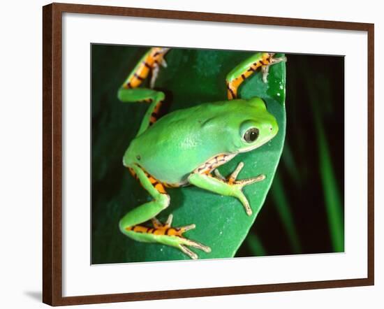 Tiger Leg Monkey Frog, Native to Peru-David Northcott-Framed Photographic Print