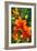 Tiger Lilies I-Robert Goldwitz-Framed Photographic Print