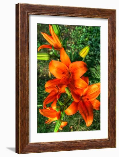 Tiger Lilies I-Robert Goldwitz-Framed Photographic Print