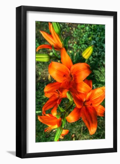Tiger Lilies I-Robert Goldwitz-Framed Photographic Print