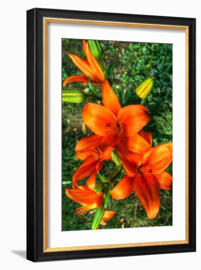 Tiger Lilies I-Robert Goldwitz-Framed Photographic Print