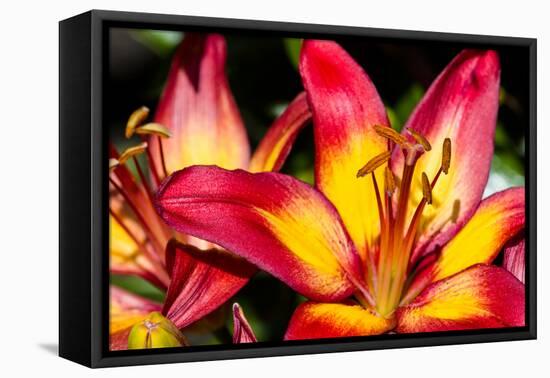 Tiger Lily Flowers-null-Framed Premier Image Canvas