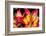 Tiger Lily Flowers-null-Framed Photographic Print