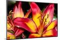 Photographic Print