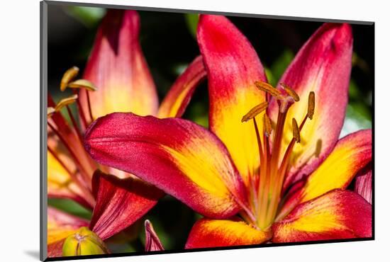 Tiger Lily Flowers-null-Mounted Photographic Print