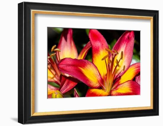 Tiger Lily Flowers-null-Framed Photographic Print