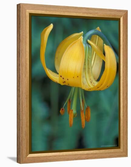 Tiger Lily, Olympic National Park, Washington, USA-William Sutton-Framed Premier Image Canvas