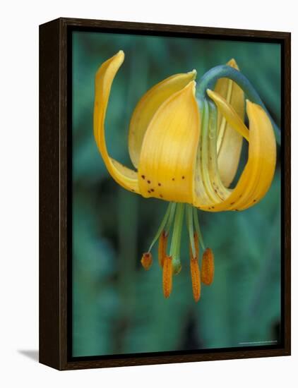 Tiger Lily, Olympic National Park, Washington, USA-William Sutton-Framed Premier Image Canvas
