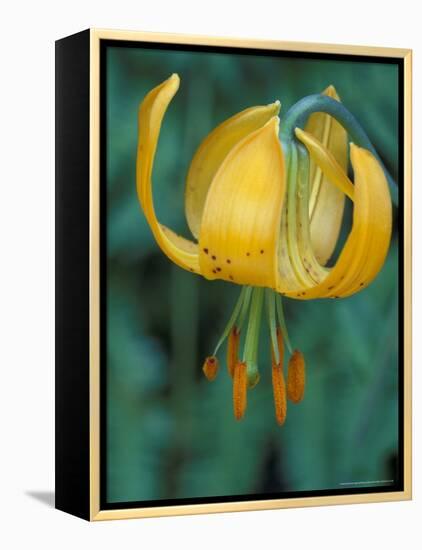 Tiger Lily, Olympic National Park, Washington, USA-William Sutton-Framed Premier Image Canvas